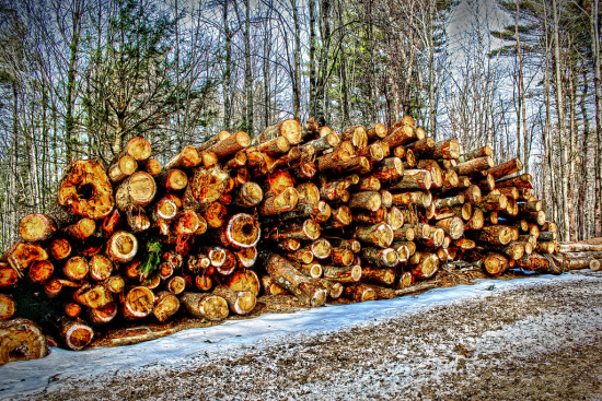 Sử dụng nội thất gỗ tự nhiên có phải là phá hoại môi trường?